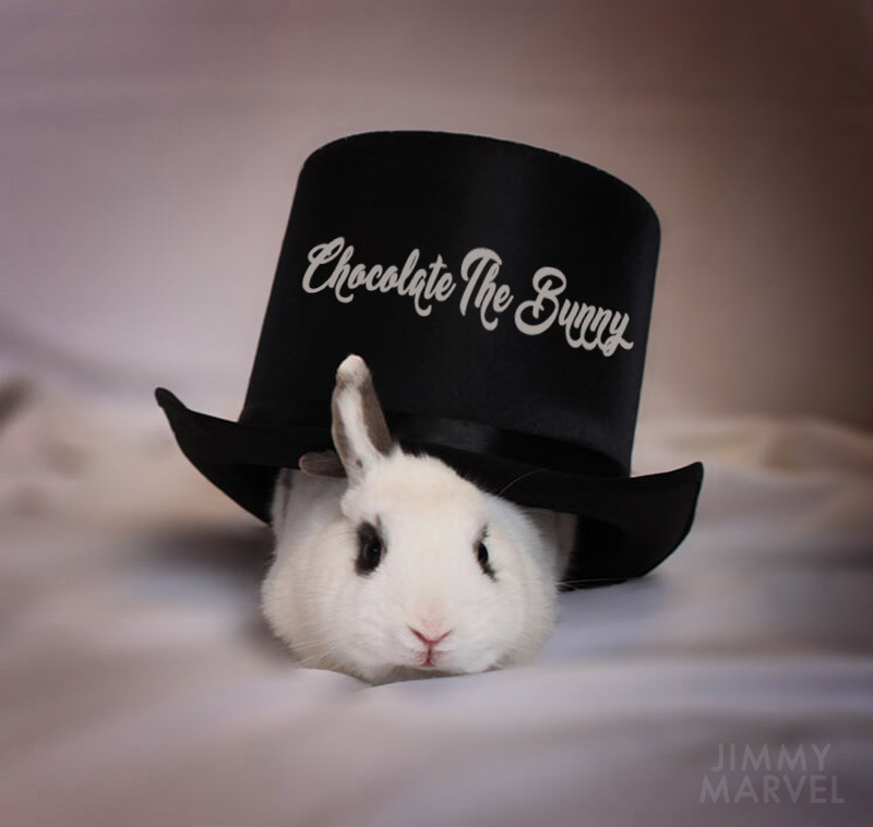 One of Jimmy Marvel’s rabbit assistants